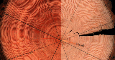 How is light effecting what tree rings tell us about changing Arctic temperatures? (Courtesy Zan Stine)