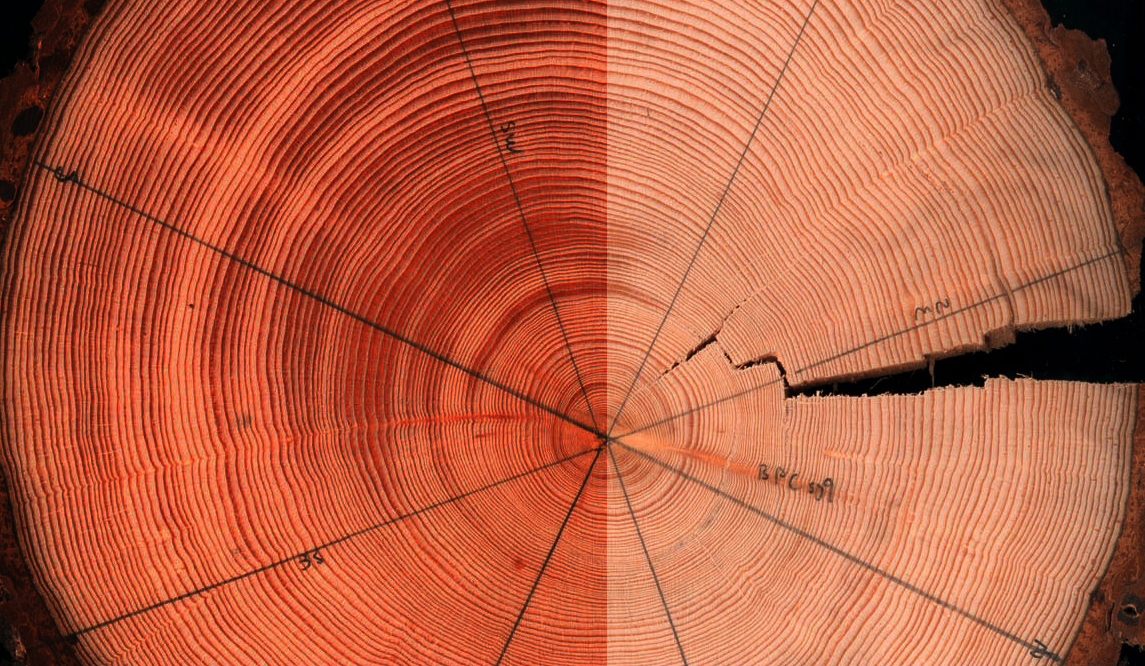 How is light effecting what tree rings tell us about changing Arctic temperatures? (Courtesy Zan Stine)