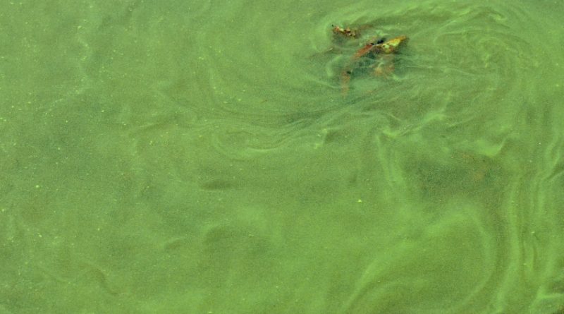 A close up shot of a blue-green algae bloom. (iStock)