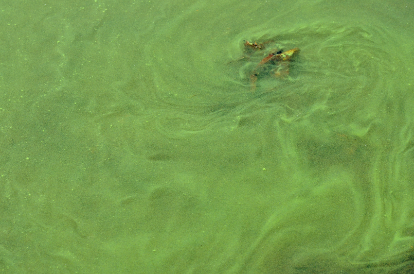 A close up shot of a blue-green algae bloom. Location not identified. (iStock)