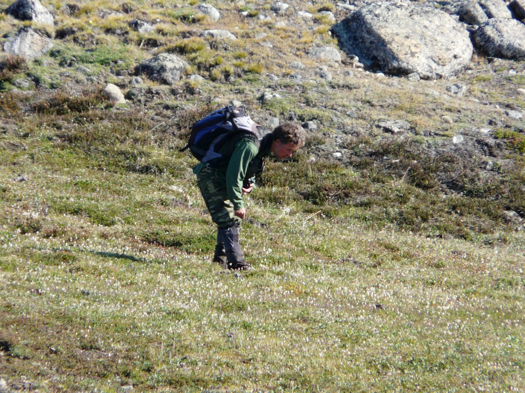 Ornithologist checking nests at Arctic Zackenberg, Greenland.(Irene Quaile)