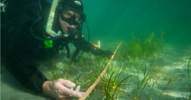 Per Moksnes and his colleagues are replanting eelgrass one plant at a time, (Eduardo Infantes Oanes / Radio Sweden)