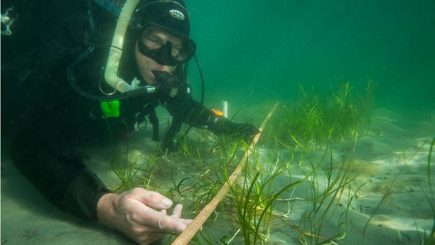 Per Moksnes and his colleagues are replanting eelgrass one plant at a time, (Eduardo Infantes Oanes / Radio Sweden)