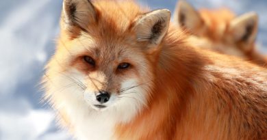 Garbage left by humans on Alaska's North Slope has been attracting red foxes to the region in droves. (iStock)