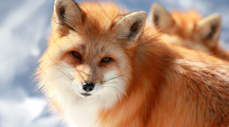 Garbage left by humans on Alaska's North Slope has been attracting red foxes to the region in droves. (iStock)