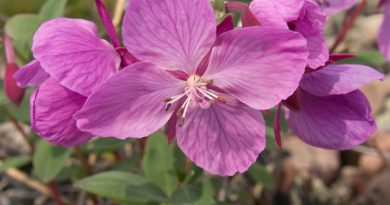 Dwarf Fireweed grows throughout the northern regions of the Northern Hemisphere, including subarctic and Arctic areas. (iStock)