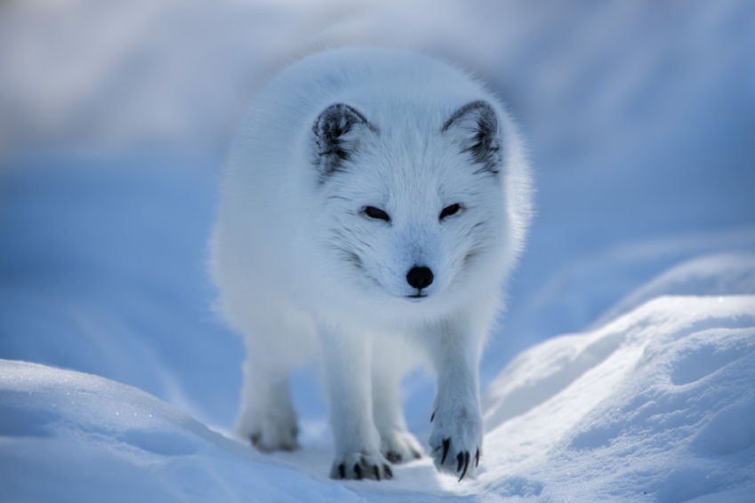 Did Arctic fox evolve from Himalayas? – Eye on the Arctic