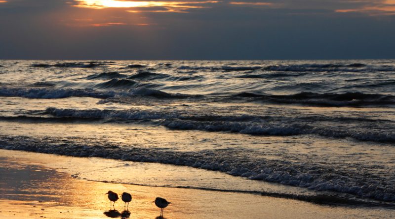 Semipalmated sandpipers on a beach in Canada. (iStock)