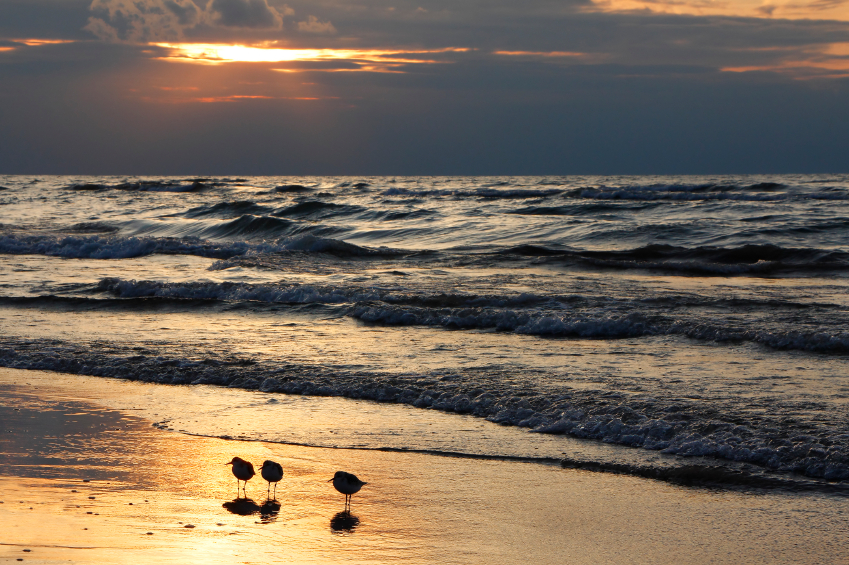 Semipalmated sandpipers on a beach in Canada. (iStock)