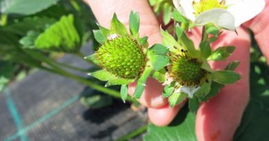 Berry development is well behind schedule this year. (Hillevi Antikainen / Yle)