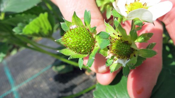 Berry development is well behind schedule this year. (Hillevi Antikainen / Yle)