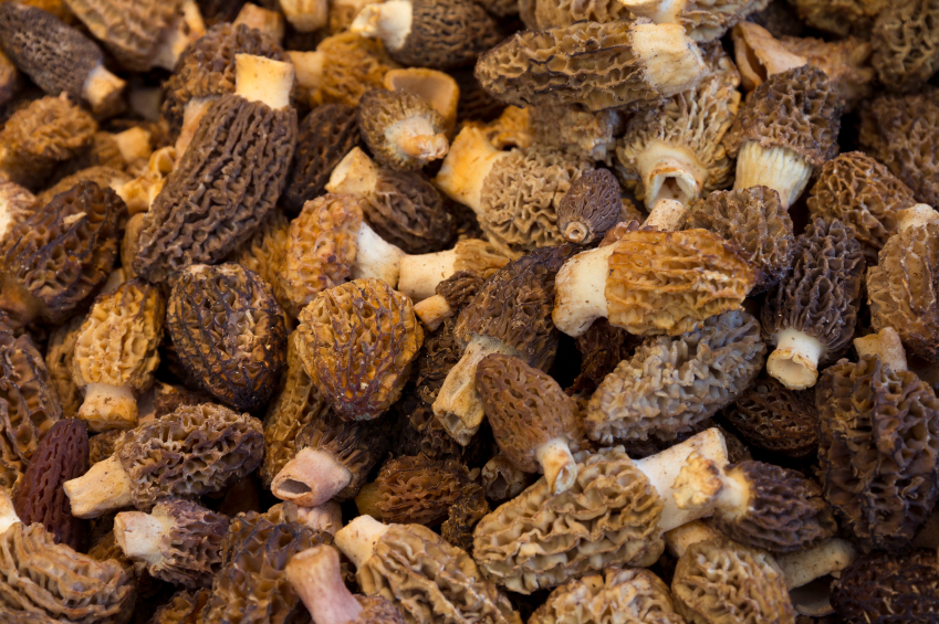 A closeup of fresh morel mushrooms. (iStock)