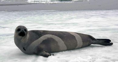 A ribbon seal rests on sea ice in the Bering Sea in 2007. (John Jansen/ NOAA / AP)