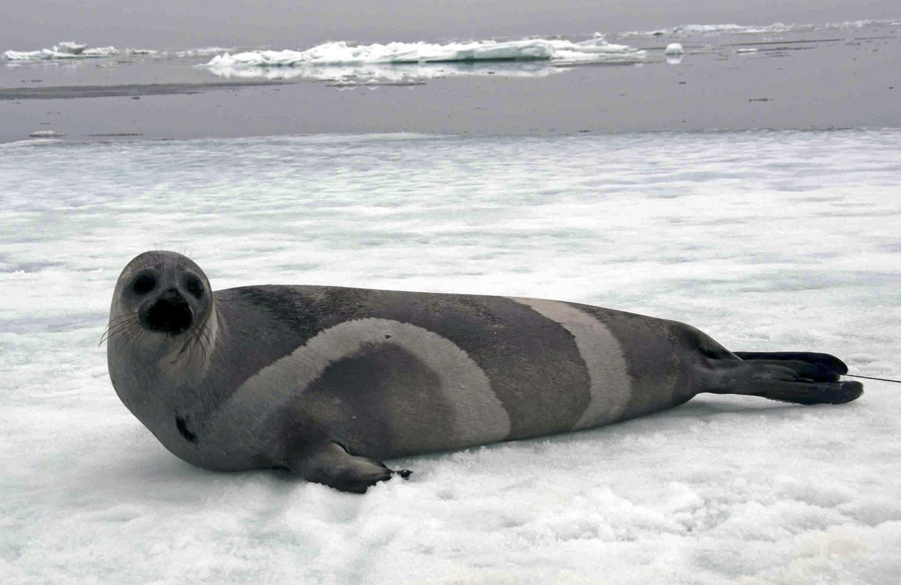 A ribbon seal rests on sea ice in the Bering Sea in 2007. (John Jansen/ NOAA / AP)