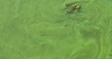 A close up shot of a blue-green algae bloom. Location not identified. (iStock)