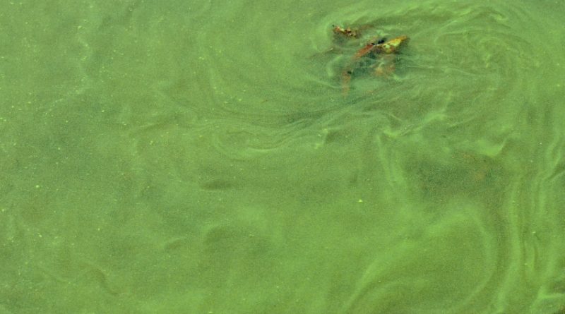 A close up shot of a blue-green algae bloom. Location not identified. (iStock)