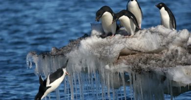Penguins diving in Antarctica. Any chance of seeing a similar scene in Sweden? (iStock)