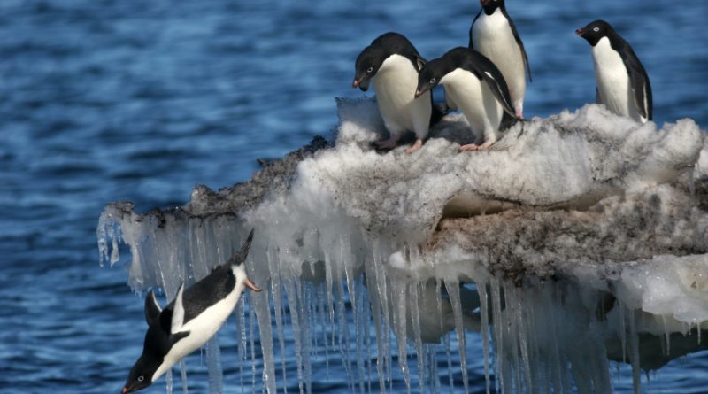 Penguins diving in Antarctica. Any chance of seeing a similar scene in Sweden? (iStock)