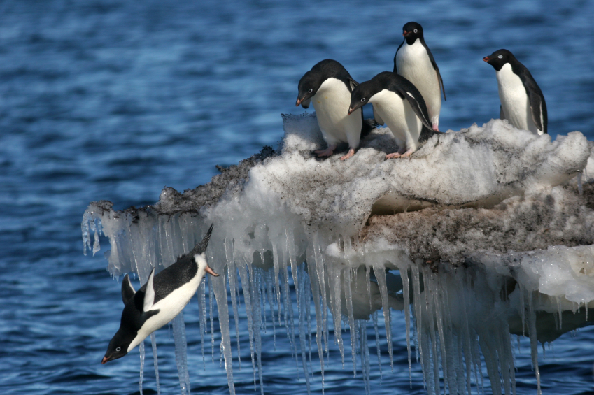 Penguins diving in Antarctica. Any chance of seeing a similar scene in Sweden? (iStock)