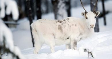 Reindeer in Finnish Lapland. (iStock)