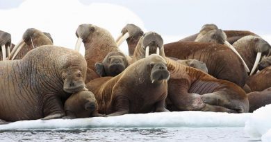 Adult female walruses on an ice floe with their young in the U.S. waters of the Eastern Chukchi Sea in Alaska. (S.A. Sonsthagen, U.S. Geological Survey/AP )