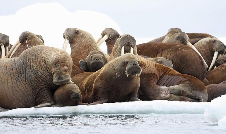 Adult female walruses on an ice floe with their young in the U.S. waters of the Eastern Chukchi Sea in Alaska. (S.A. Sonsthagen, U.S. Geological Survey/AP )