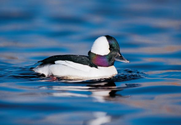 Slideshow The secrets of Manitoba s boreal forests Eye on the