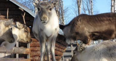 A reindeer calf in Sweden's Arctic Lapland region. (iStock)