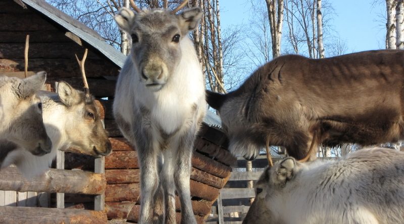A reindeer calf in Sweden's Arctic Lapland region. (iStock)