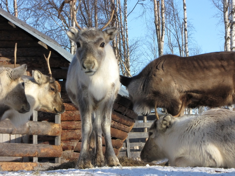 A reindeer calf in Sweden's Arctic Lapland region. (iStock)