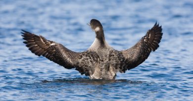 A new study says Pacific loons and yellow-billed loons tend to avoid each other when looking for nesting areas among the North Slope's many lakes. (iStock)