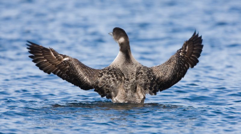 A new study says Pacific loons and yellow-billed loons tend to avoid each other when looking for nesting areas among the North Slope's many lakes. (iStock)