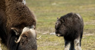 A musk ox and baby in Alaska. (iStock)