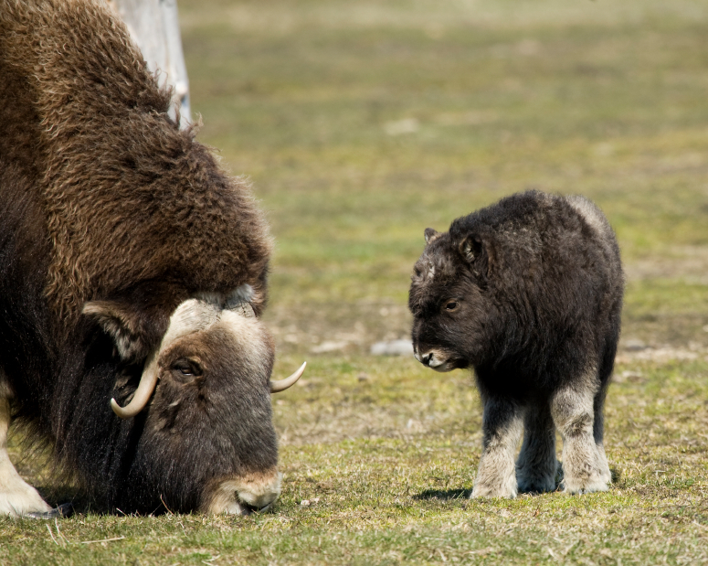A musk ox and baby  in Alaska. (iStock)