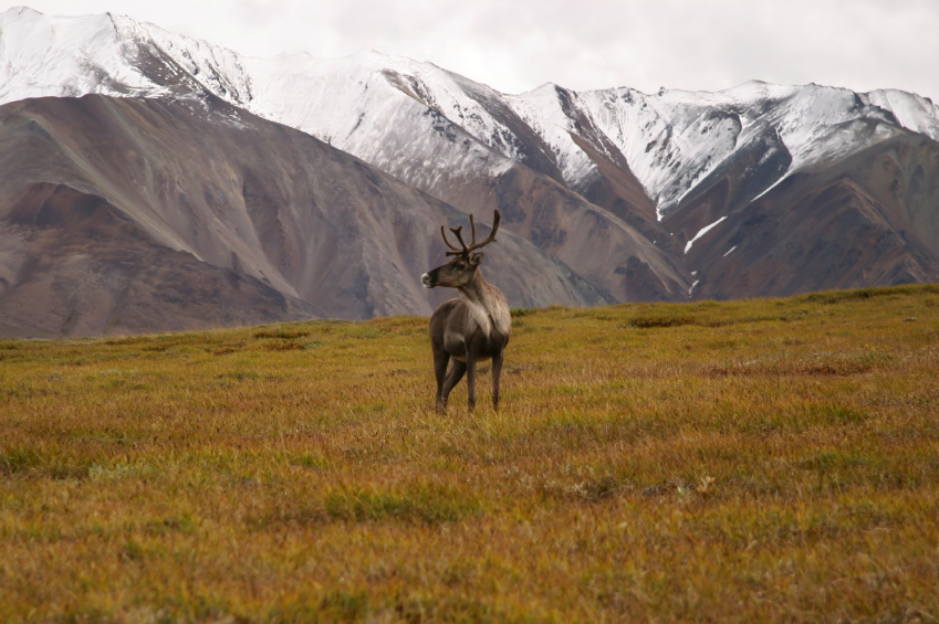 An animal from the porcupine caribou herd in Alaska. (iStock)