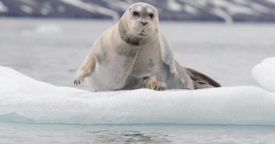 Bearded seals have a penchant for floating alone on pieces of drifting Arctic sea ice. (iStock)