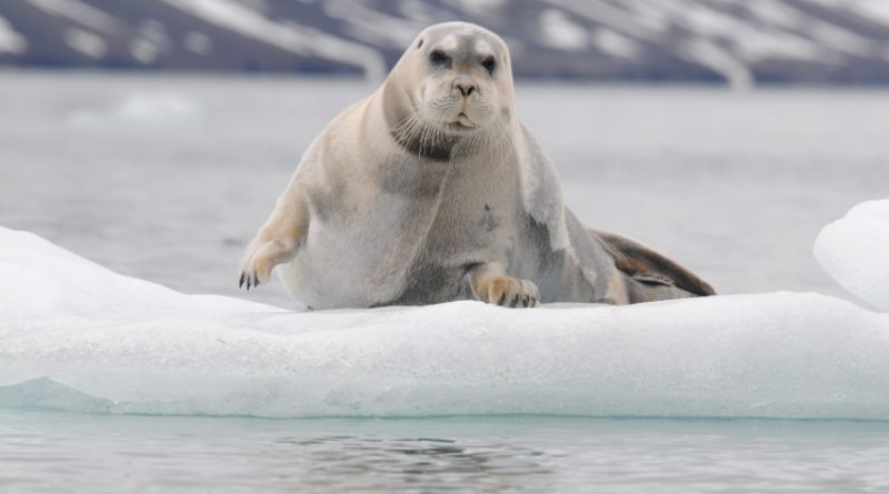 Bearded seals have a penchant for floating alone on pieces of drifting Arctic sea ice. (iStock)
