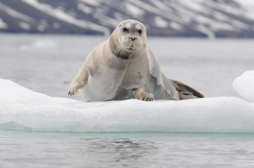 Bearded seals have a penchant for floating alone on pieces of drifting Arctic sea ice. (iStock)