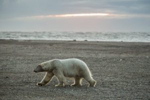 A polar bear walks along the beach in Kaktovik at sunset on September 7, 2012. A recent study that examined the accuracy of counting polar bears by helicopter versus satellite tracking of the bears found that each method resulted in similar counts of the notoriously difficult-to-pin-down populations. (Loren Holmes / Alaska Dispatch)