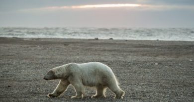 A polar bear walks along the beach in Kaktovik at sunset on September 7, 2012. A recent study that examined the accuracy of counting polar bears by helicopter versus satellite tracking of the bears found that each method resulted in similar counts of the notoriously difficult-to-pin-down populations. (Loren Holmes / Alaska Dispatch)