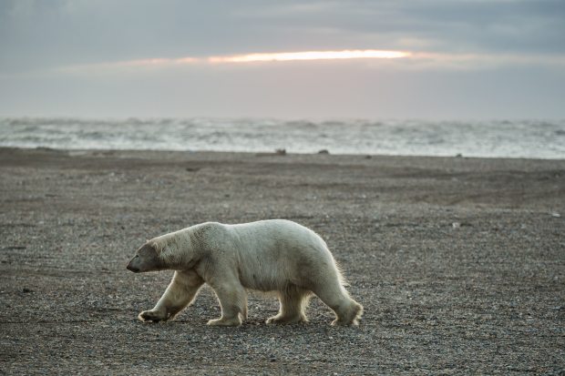 A polar bear walks along the beach in Kaktovik at sunset on September 7, 2012. A recent study that examined the accuracy of counting polar bears by helicopter versus satellite tracking of the bears found that each method resulted in similar counts of the notoriously difficult-to-pin-down populations. (Loren Holmes / Alaska Dispatch)