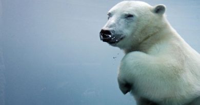 A story looking at the complexity of polar bear hair and what that knowledge could contribute to design were among your most read stories this week. (Mathieu Belanger/Reuters)