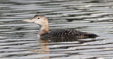 Yellow-billed Loon. (iStock)