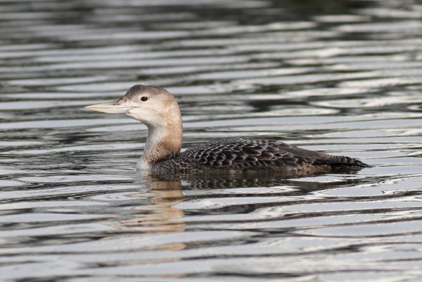 Yellow-billed Loon. (iStock)