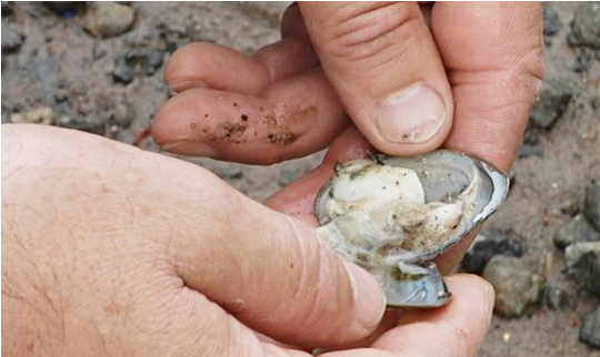 Samples of dead clams from the Kokemäki river have been collected by environmental investigators following the largest nickel leak on record. (Yle)