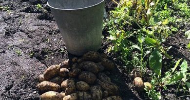 Potatoes are rotting in the ground in many places. (Gustaf Klarin/Sveriges Radio)