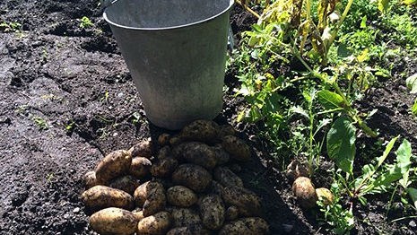 Potatoes are rotting in the ground in many places. (Gustaf Klarin/Sveriges Radio)