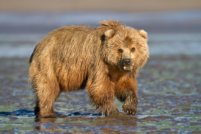 A brown bear in the wild in Alaska. (iStock)