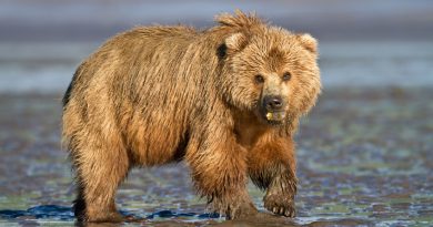 A brown bear in the wild in Alaska. (iStock)