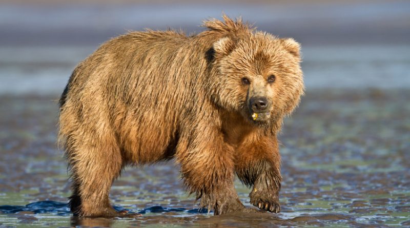 A brown bear in the wild in Alaska. (iStock)